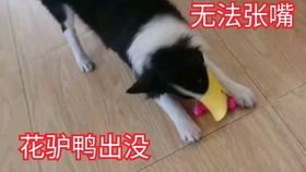 618b30c8d4e4c7cf55d259edcd4cc7b182ce005c.jpg@280w_158h_1c_100q.jpg