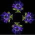 【Pyramid Hologram】花开 Blooming Flowers（3D）
