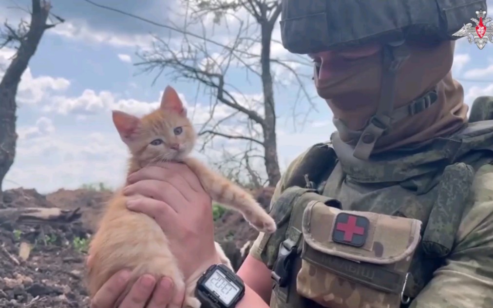 【搬运】俄VDV士兵饲养的宠物猫