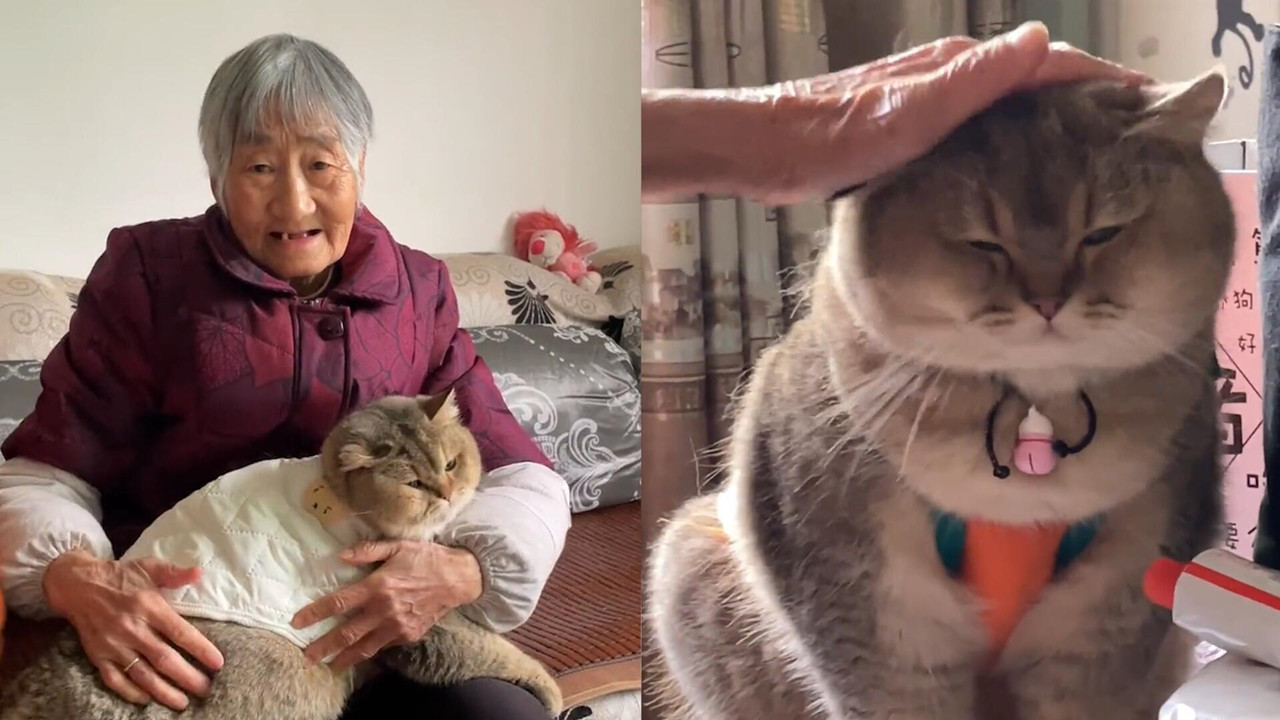 女生回到外婆家后，意外发现猫咪胖到认不出来，仔细一看瞬间笑喷