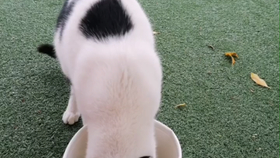 猫为什么一直呼呼呼的 61af5b7a0966d5c88f8b853fb2f1f01c9a80b37e.png@280w_158h_1c_100q.jpg