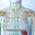 什么是淋巴瘤（央视罗京患的病），3D演示。。