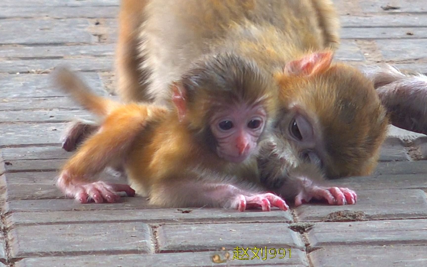 白头叶猴母猴带着幼小金猴在摘叶觅食 - 生态环境 - 百灵环保网_官网