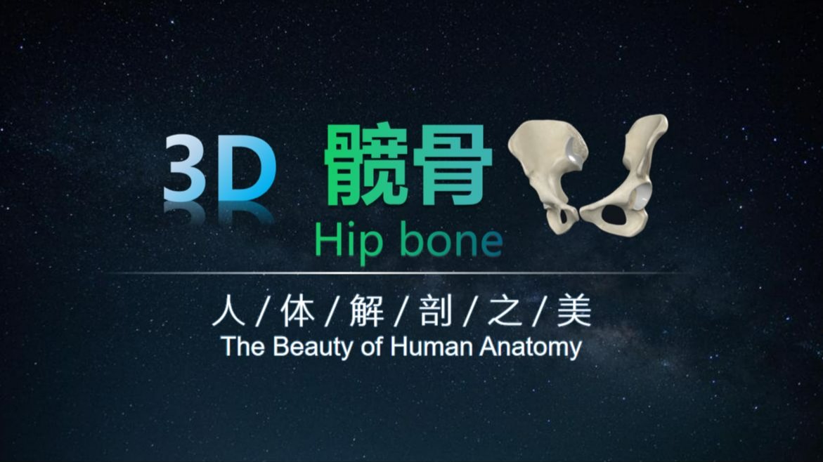 人体解剖之美 | 髋骨