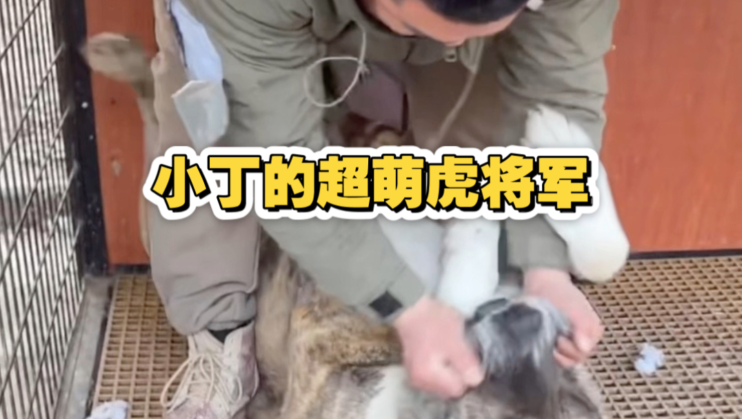 天啊，威猛霸气的中亚小虎在小丁面前就是一个大玩具，随便怎么拿捏，太美好了吧画面