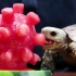 小乌龟啃西瓜为你助眠
