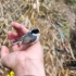 中国最小的小鸟，又到了它们出窝的季节，不要为了一己私欲捡回家