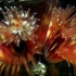 来自Biopixel的大堡礁圣诞树蠕虫视频，祝圣诞快乐~