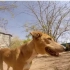 【慎入】动物救助视频 救助一只脖子上被铁拳套住的狗狗