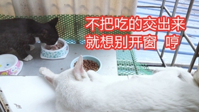 620fcff30d6842e77cfff09832556bde94d2d7a3.jpg@280w_158h_1c_100q.jpg