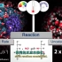 【中英文双语字幕版】【3D生物医学动画】酶是如何工作的 - RCSB 蛋白数据库