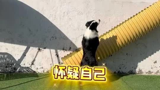 当我偷偷把黑白花的梯子和滑梯调换了位置