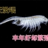 把孵化的丰年虾养大繁殖，能获得源源不断的丰年虾吗？(3)