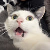 猫生气的叫声是这样的