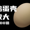 鸡蛋壳放大1500倍能看到气孔吗