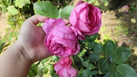 62623b310e40eeca851a98aaa51e10bb4d815250.jpg@280w_158h_1c_100q.jpg