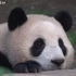 大熊猫福宝 小可爱正在暗中观察你 220408