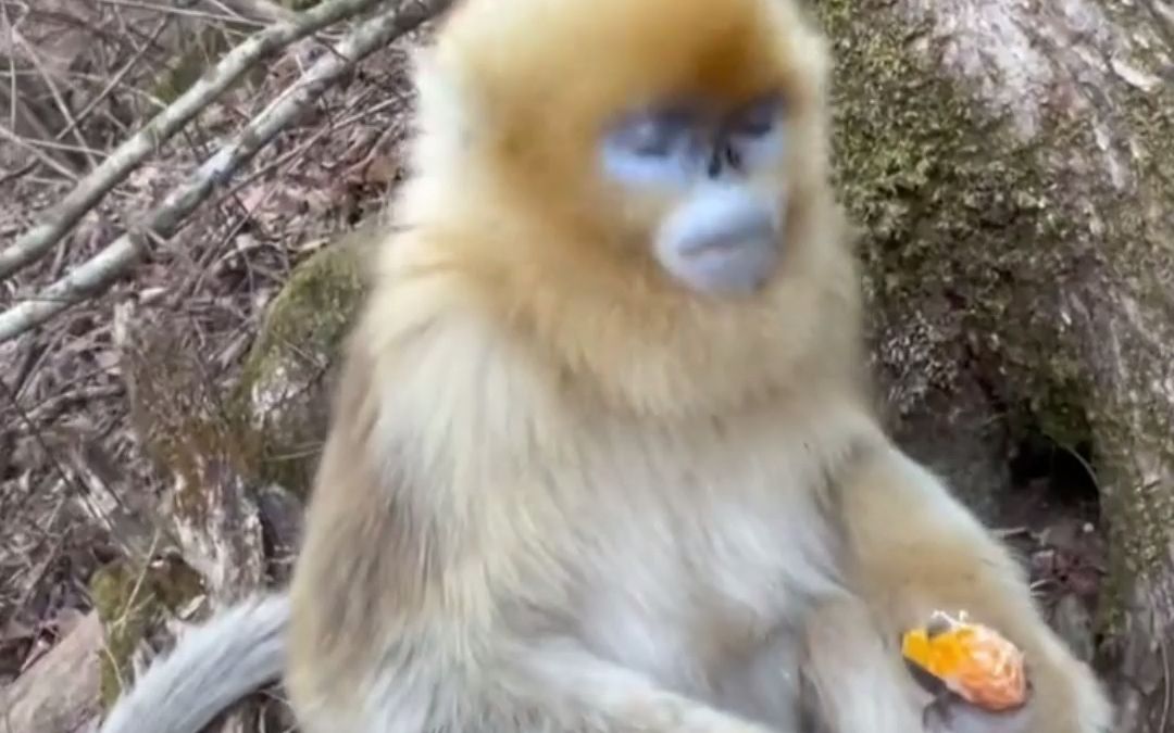 男孩告知金丝猴橘子是脏的，猴子听到后气的直接丢掉，网友：它真的听懂了