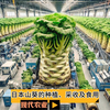 现代农业之——日本山葵的种植、采收及食用（老王讲糖系列视频