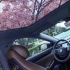 坐进零跑C01车中星空全景天幕?将整个春天的樱花捧至你的眼前浪漫，抬头可见#零跑汽车