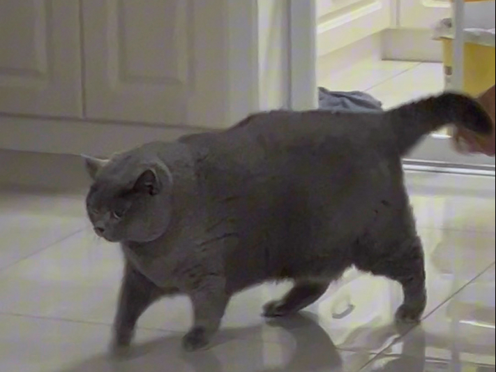 蓝猫肥猪乞讨食物乞讨失败