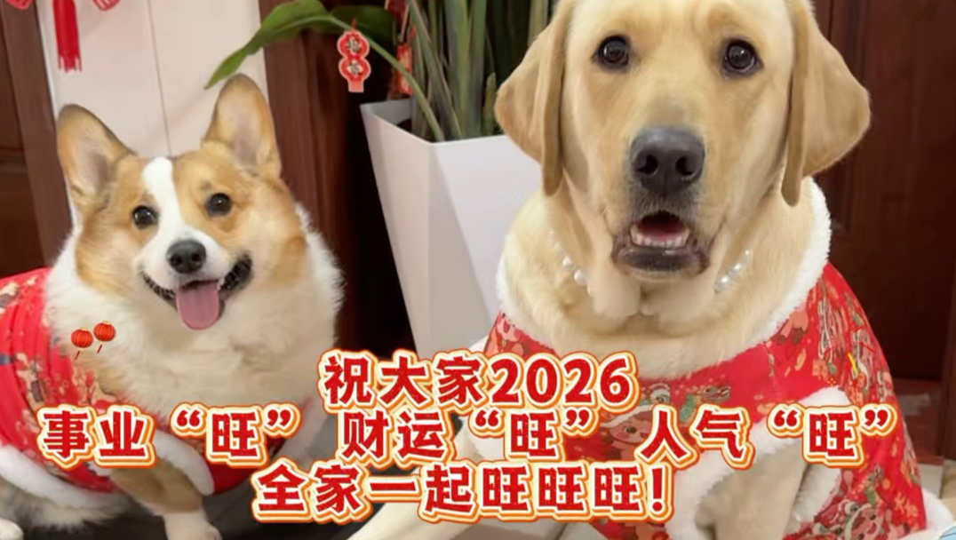 小九给大家拜年啦，祝大家2026啥都旺！