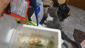 怎么上网买小金鱼 62994c4f42ac445475c2106c6c9cde6e760429b1.png@280w_158h_1c_100q.jpg