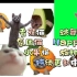 【香蕉猫、Happy猫、飞毯猫等绿幕素材系列合集】（持续更新，附使用方法），录屏或下载到本地导出->必剪->画中画->选
