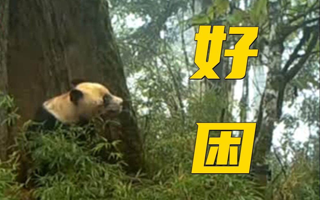 四川宝兴：野生大熊猫在树洞中睡“回笼觉”