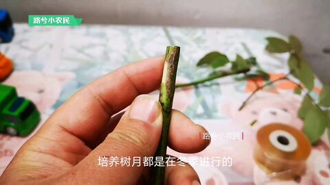 几月份嫁接树最好 62b4f08e5cc5654adf8ae6127d53377010ebca21.jpg@480w_270h_1c