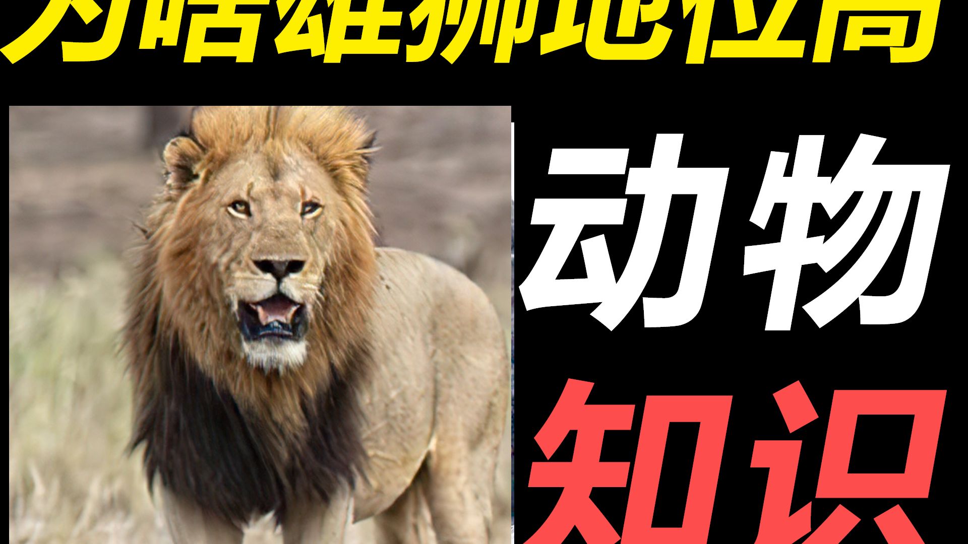 母系社会的狮子，为什么雄狮比母狮地位更高？