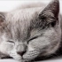 [助眠] 无人声双耳系列第十弹：猫呼噜声云吸猫无法自拔