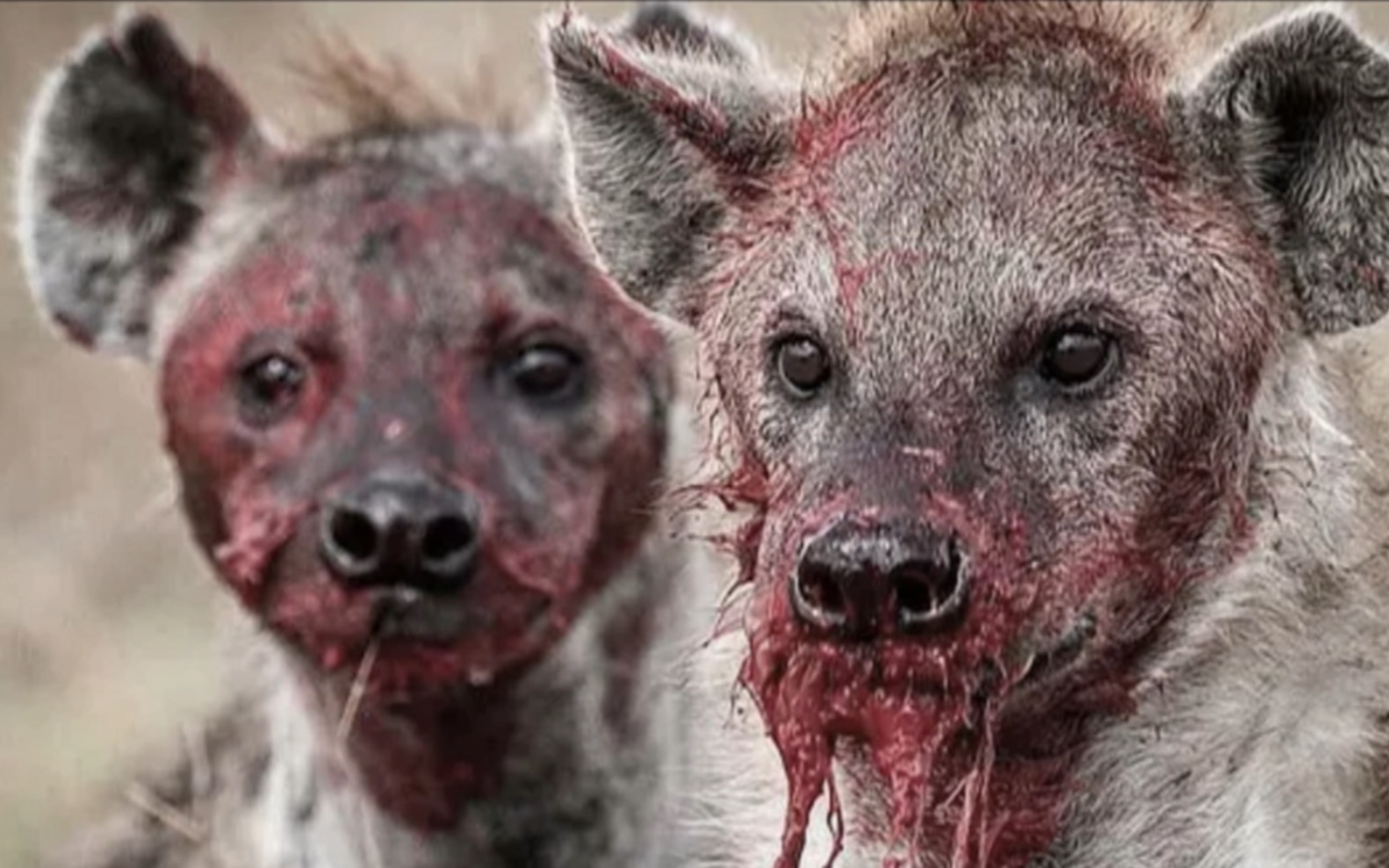 鬣狗相互残杀，是什么深仇大恨，要置对方与死地呢