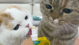 猫和人一起睡觉为什么打呼噜 62f62ce1309eb9fd51df08ec316aae8e434cd788.jpg@280w_158h_1c_100q.jpg