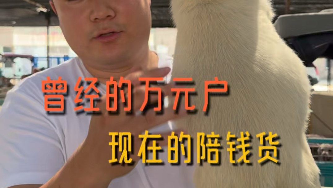曾经卖上万的陪伴犬，现在几百一千多都没人要！