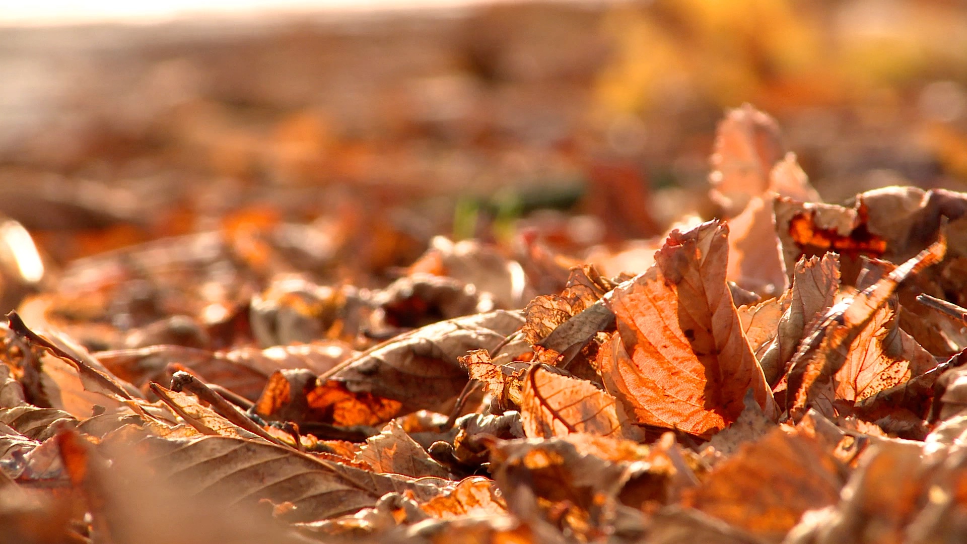 可商用视频素材之秋天落叶伤感枫叶怀旧唯美自然风景素材