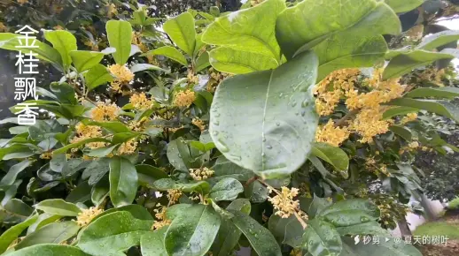 金桂飘香