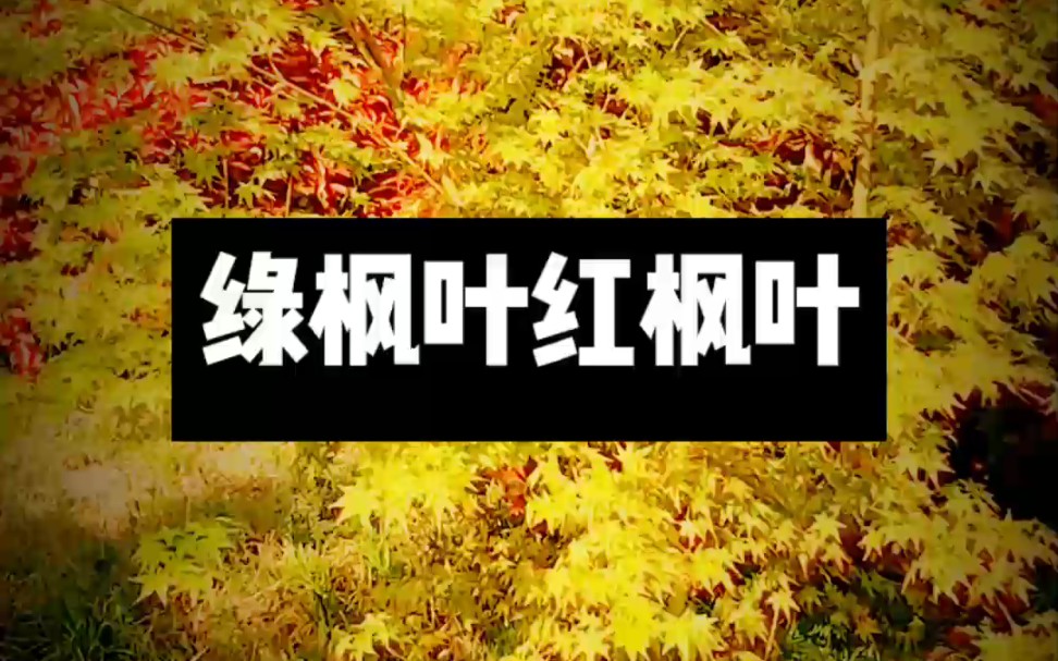 【绿枫叶红枫叶】135李忧愁的睡前失眠小故事哔哩哔哩bilibili