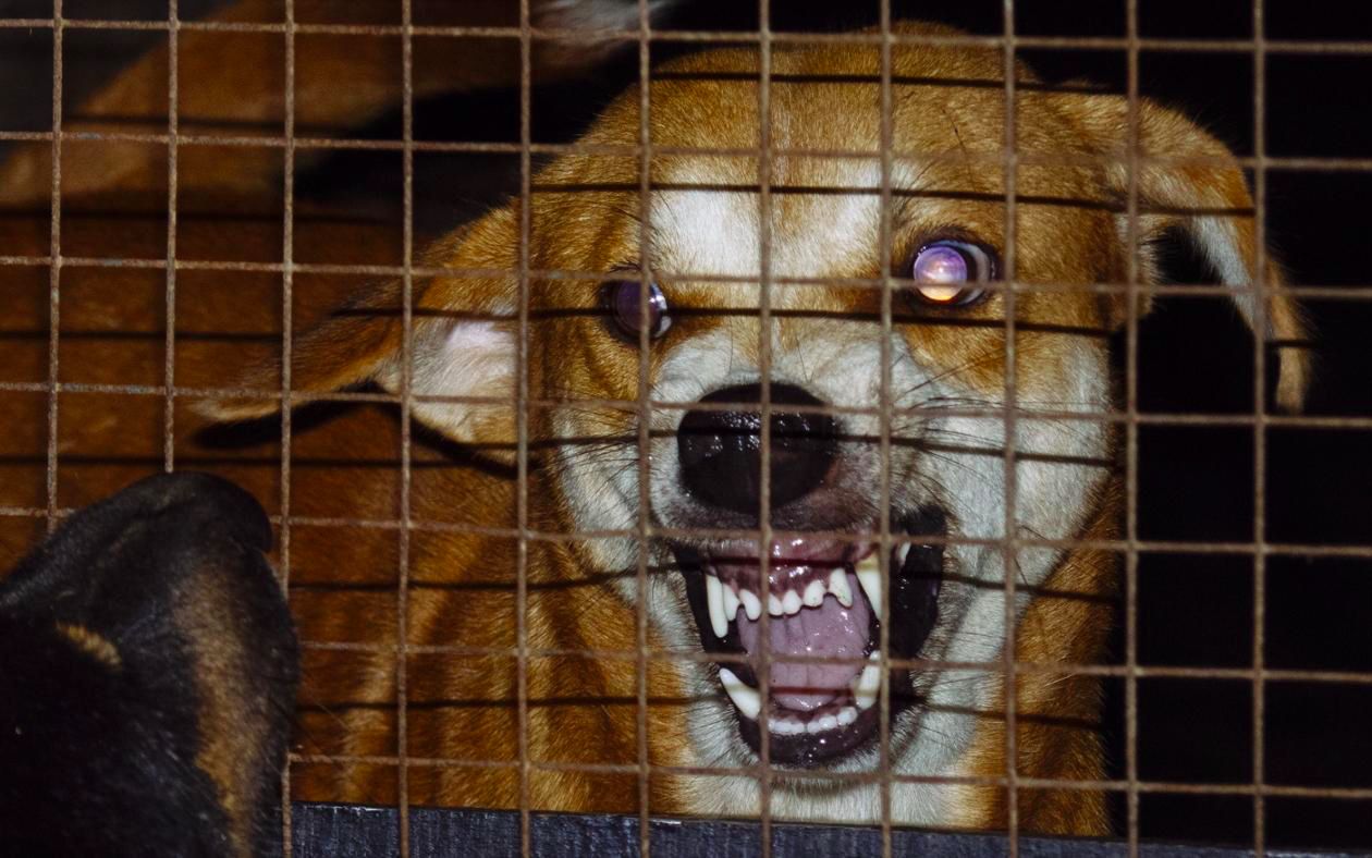 人得了狂犬病会像狗一样发疯咬人吗