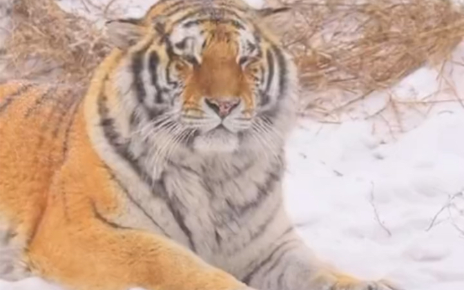 下着雪的冬天看东北虎，才能感受到雪和东北虎是绝配。
