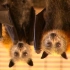 Cool Facts About Bats 有关蝙蝠的酷而令人毛骨悚然的事实 简体英文双字幕