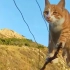 猫 : 简单表演个“高空走猫步”！猫球崛起了