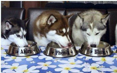 主人训练二哈吃饭新方法,10秒后让你菊花一紧