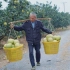 66岁大伯向网友喊话，40亩柚子1元多无人问津，看到现场真不是滋味