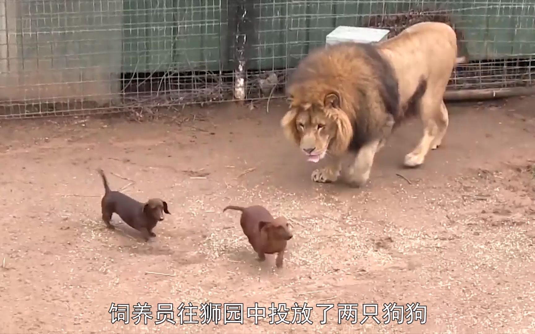 “活体投喂”将两只狗狗扔进狮子园，狮子的反应，让人意想不到！