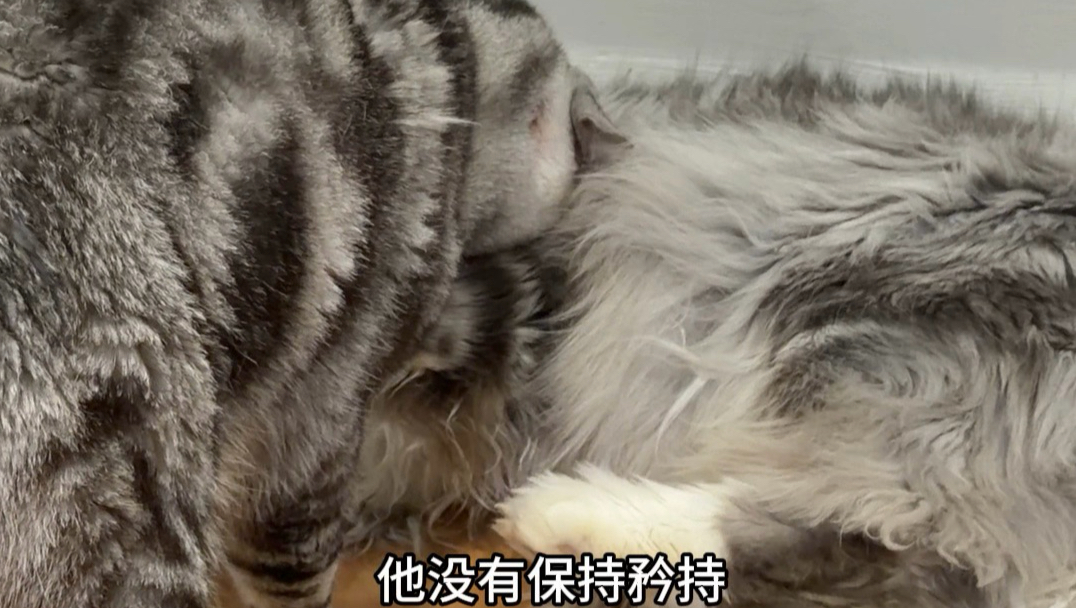 一个直猫都没有吗