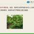 29掌叶覆盆子的抚育栽培《常见浆果的新型栽培模式及管理》于华平
