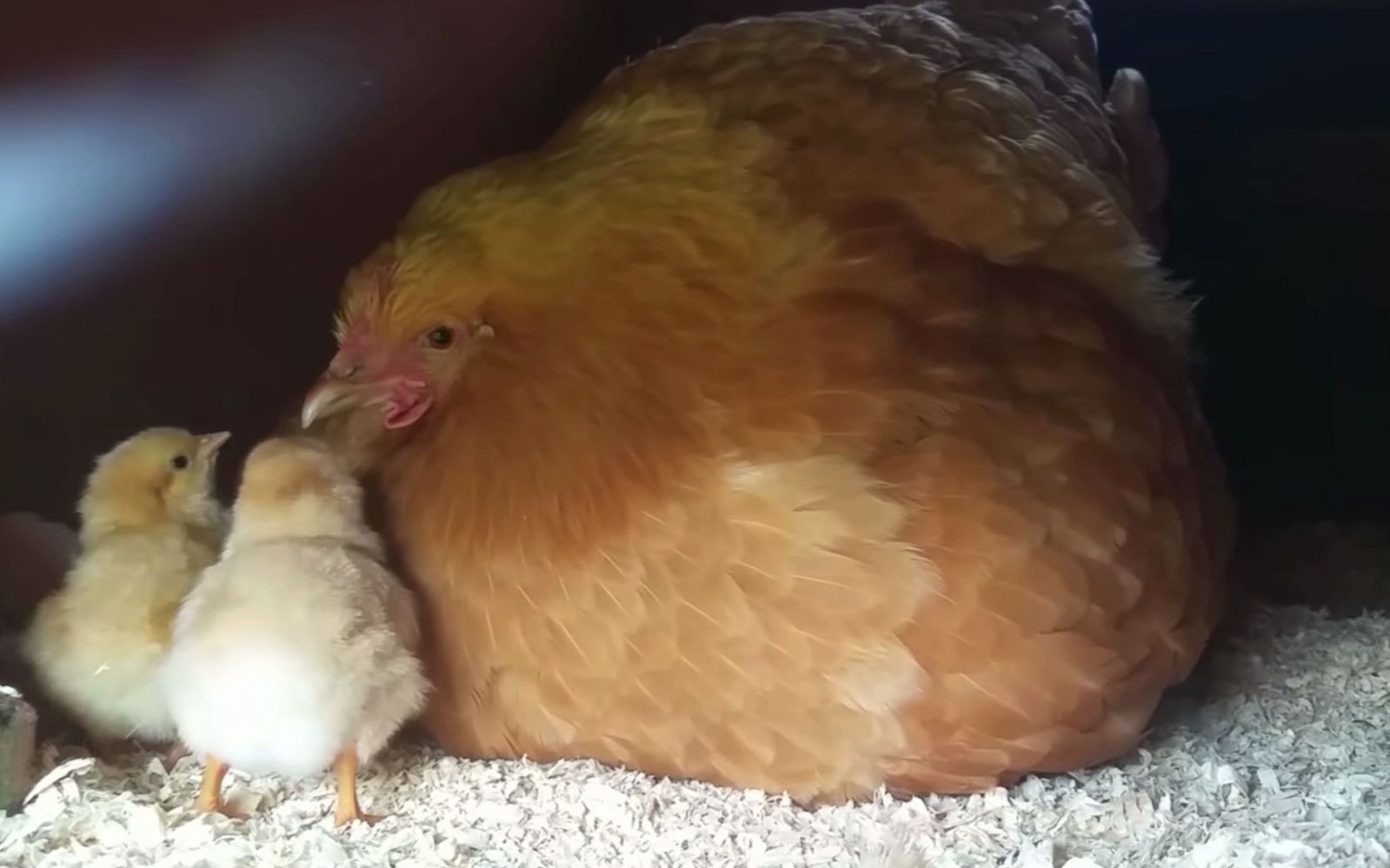 【奥平顿鸡】母鸡和小鸡们的居家日常