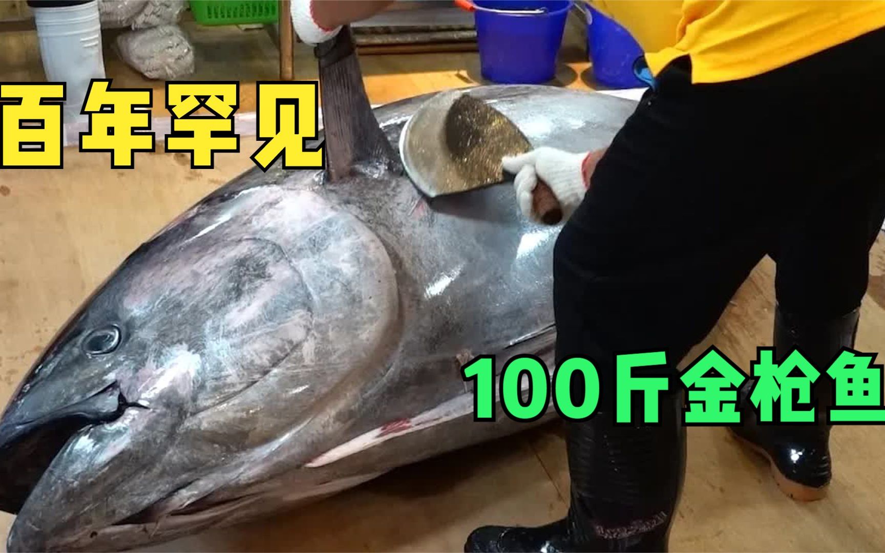 百年罕见的金枪鱼，体重超过100斤，第1视角切割感觉太震撼了！