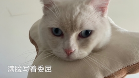 猫和人谁的反应快 63ee59788c782a8d93e0c1c1f4ea80e604e3ab46.jpg@280w_158h_1c_100q.jpg